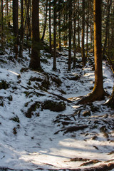 Fototapeta na wymiar Trail in the winter coniferous forest near the Carpathian village Yaremche. Ukraine