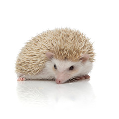 cute albino hedgehog with white fur lying down alert