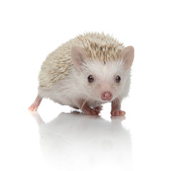 albino hedgehog with white fur walking ahead happy