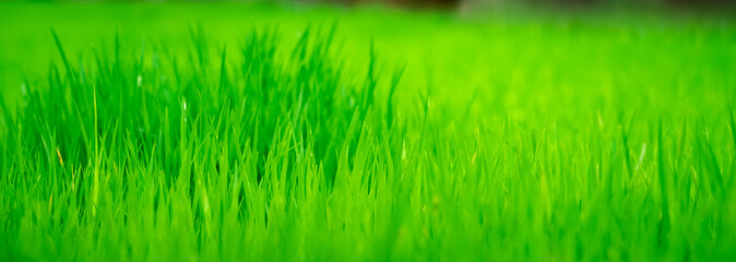 Perfect green fresh grass rice texture, selective focus