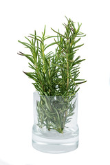 Rosemary on the glass plant pot
