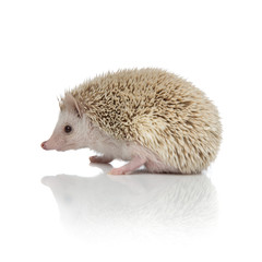 adorable albino hedgehog sitting to a side happy