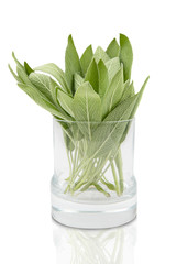 Sage leaves on the glass plant pot