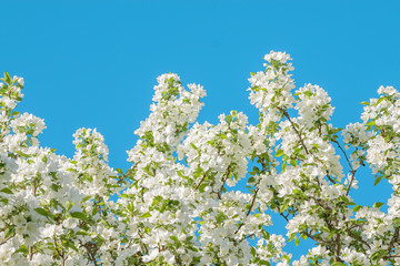 spring flowering tree white flowers