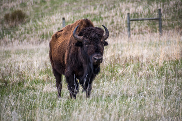 American Bison in the field of Custer State Park, South Dakota