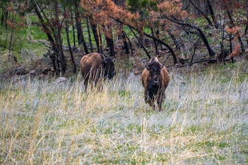 American Bison in the field of Custer State Park, South Dakota