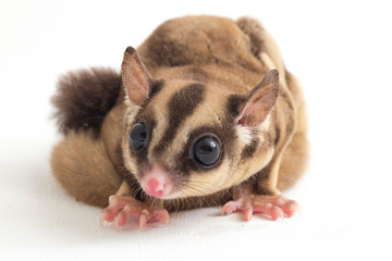 Sugar glider - Petaurus breviceps isolated on white background