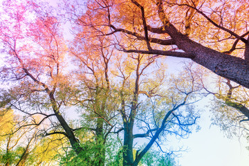 Colorful vintage frame from trees at sunset. Artistic color. Bottom view