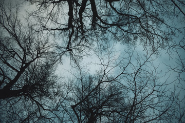 In the crowns of the trees