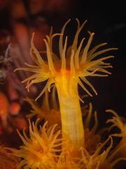 Orange coral polyp (Astroides calycularis) close up shoot.