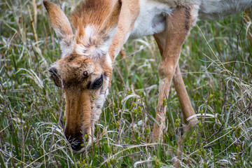 Pronghorn in the field of Custer State Park, South Dakota