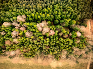 Fototapeta na wymiar Einheimischer Wald eingerahmt von Fichten im Frühjahr, Luftaufnahme