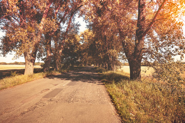 Country road on an autumn sunny day. Natural landscape. Trees grow along the road