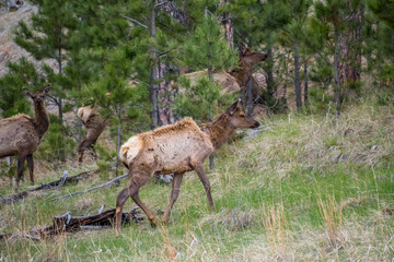 White-Tailed Deer in the field of Custer State Park, South Dakota