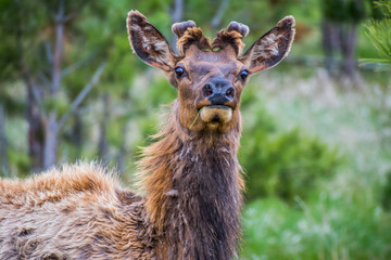 White-Tailed Deer in the field of Custer State Park, South Dakota