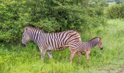 Fototapeta na wymiar Animal motherhood - interaction between a zebra mare and her foal image in horizontal format