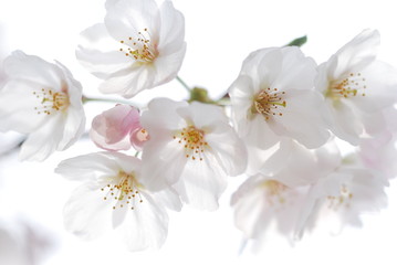 桜の花