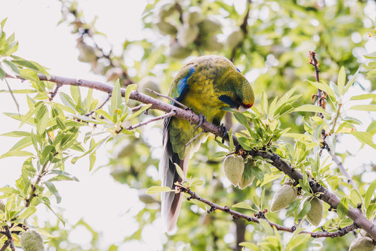 green rosella eating fruits from a tree
