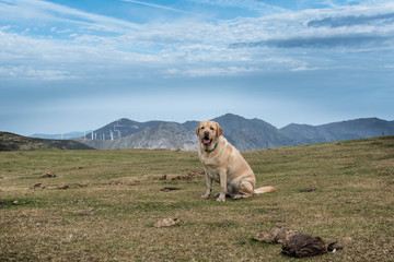 Obraz premium Perro Labrador en lo alto de la montaña