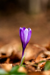 First spring flower, purple spring crocus - Crocus vernus on the forest ground surrounded with brown tree leafs