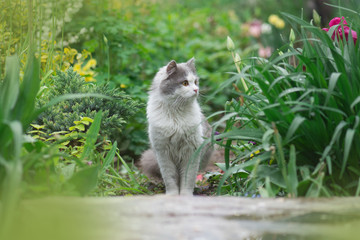 Grey cat playing in garden. Cat in the garden