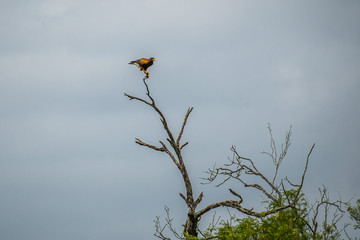 Harris Hawk in Rio Grande Valley State Park, Texas