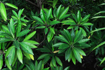 Tropical plant "Sefrera" spreading lush leaves
