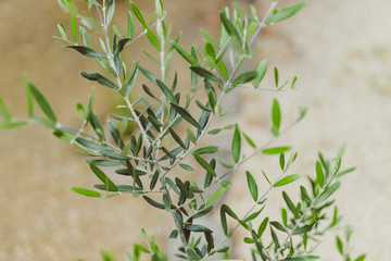 detail of olive tree in pot outdoor in sunny backyard
