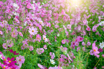Obraz na płótnie Canvas background field aster of cosmos flower bloom gardens bloom beautifully