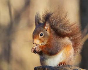 European red squirrel with dark fur eating a nut