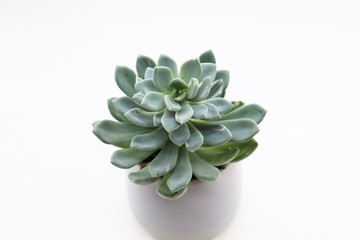echeveria in a pot isolated on white background