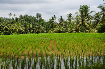 Campo de cultivo de arroz y palmeras de color verde intenso en Bali