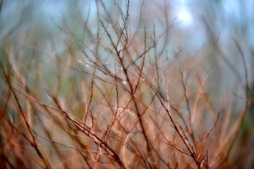 shrub with bare branches, soft focus