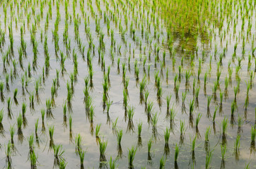 Campo de cultivo de arroz bañado por agua de lluvias
