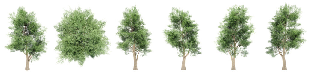 Obraz premium Set or collection of green lophostemon trees isolated on white background. Concept or conceptual 3d illustration for nature, ecology and conservation, strength and endurance, force and life