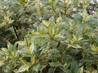 Osmanthus heterophyllus 'Goshiki' variegated False Holly