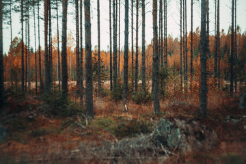 autumn forest