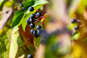 Black and red berries on the tree, like a large shrub with fruits and green leaves