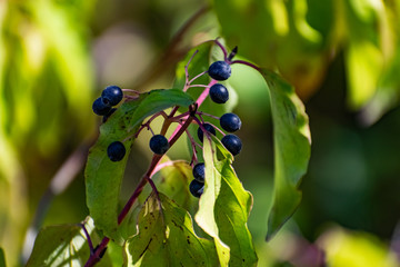 Black and red berries on the tree, like a large shrub with fruits and green leaves