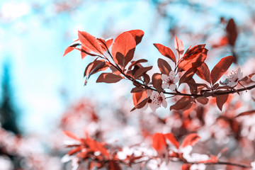 tree branch with buds background