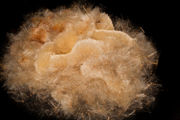 reeds isolated on white background © Ирина Палий