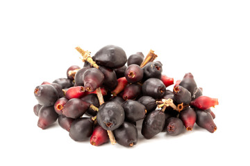 Syzygium cumini, black plum, jamun or Syzygium cumini