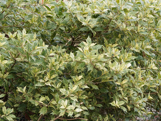 Osmanthus heterophyllus 'Goshiki' variegated False Holly, an attractive shrub with beautiful colors, white, grey-green, yellow and creamy patterns