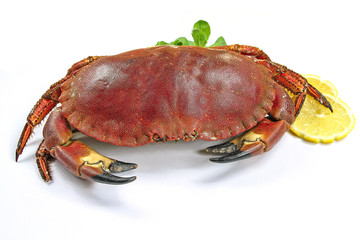 crabe sur un fond blanc