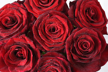 Floral background. Red dark rose flowers in dew drops close-up.