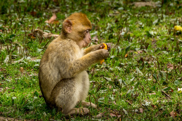 Barbary Macaque in very nice colors