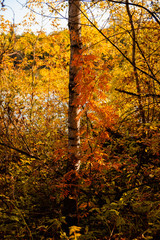 Obraz premium Beautiful autumn forest in the morning sunlight. Selective focus. Shallow depth of field.