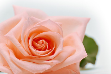 Fototapeta na wymiar closeup beautiful petal of orange rose gold flower on white background, image used for wedding love romantic concept