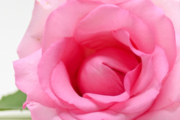 Obraz na płótnie Canvas beautiful pink rose flower blooming