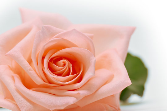 closeup beautiful petal of orange rose gold flower on white background, image used for wedding love romantic concept